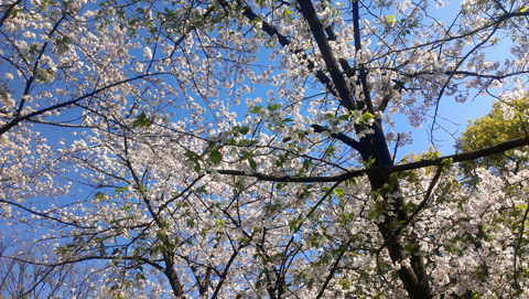 桜 2014