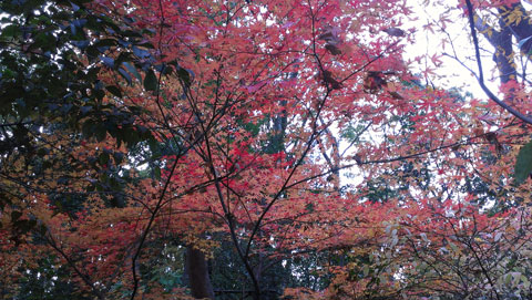 熱田神宮の紅葉